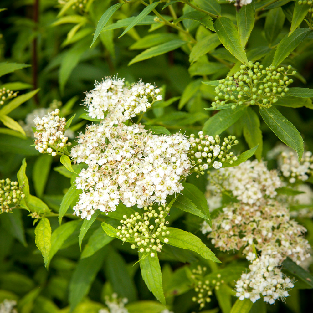 Tawuła japońska Albiflora