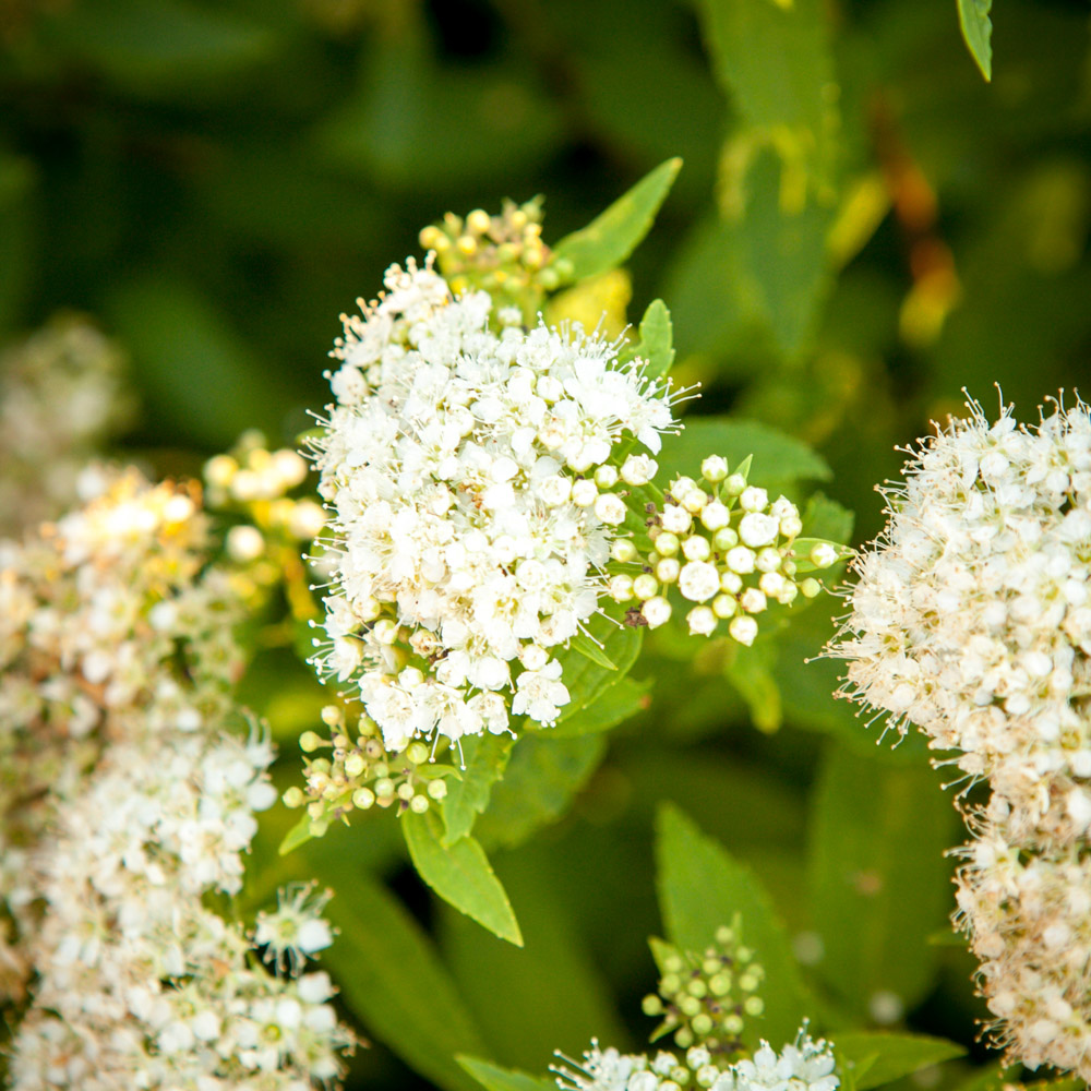 Tawuła japońska Albiflora