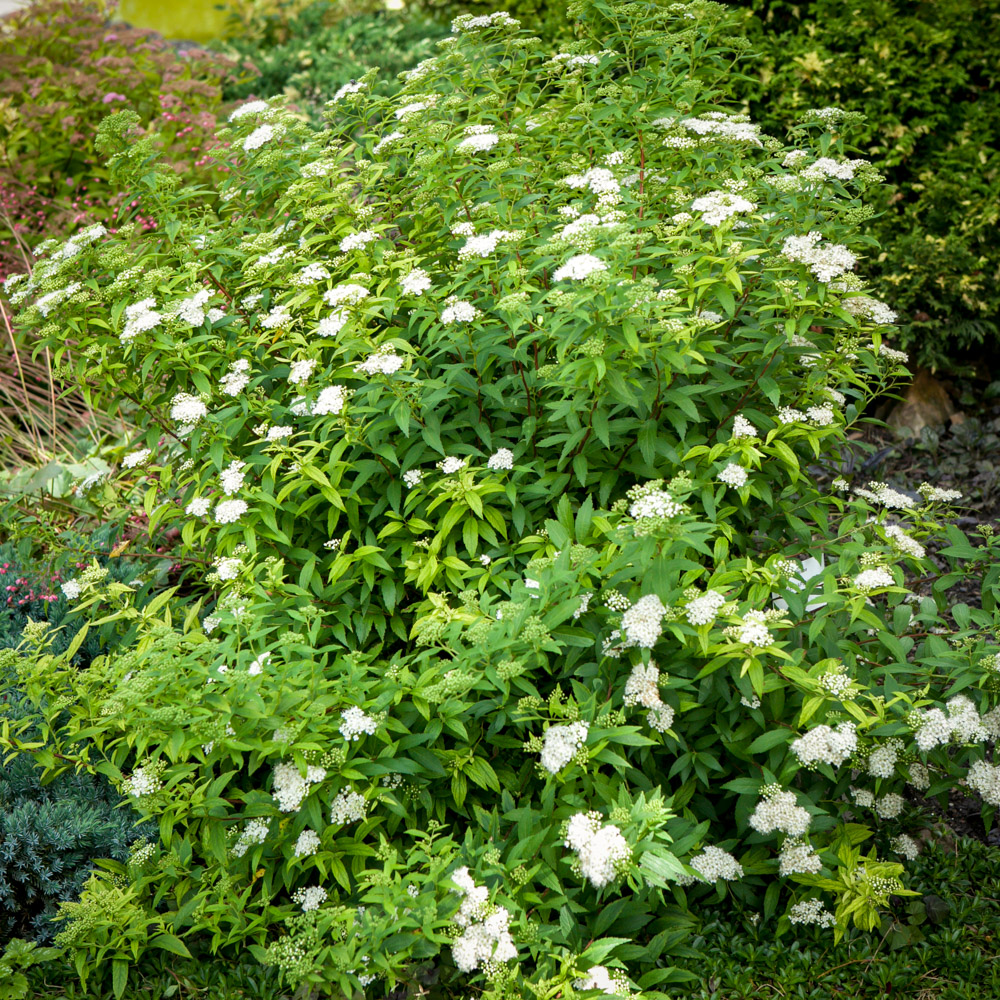 Tawuła japońska Albiflora