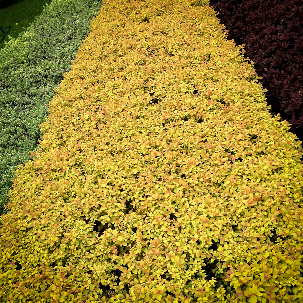 tawuła japońska Golden Carpet