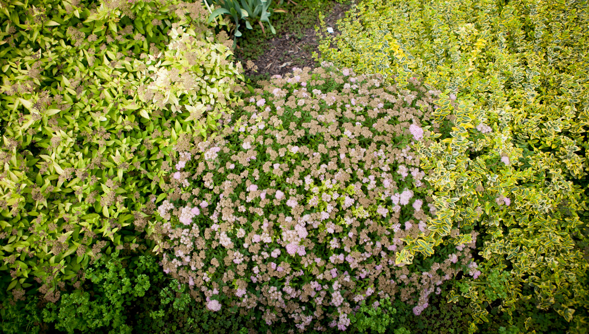 Tawuła japońska Japanese Dwarf, Tawuła japońska Goldmound, Trzmielina Fortune'a Emerald 'n' Gold