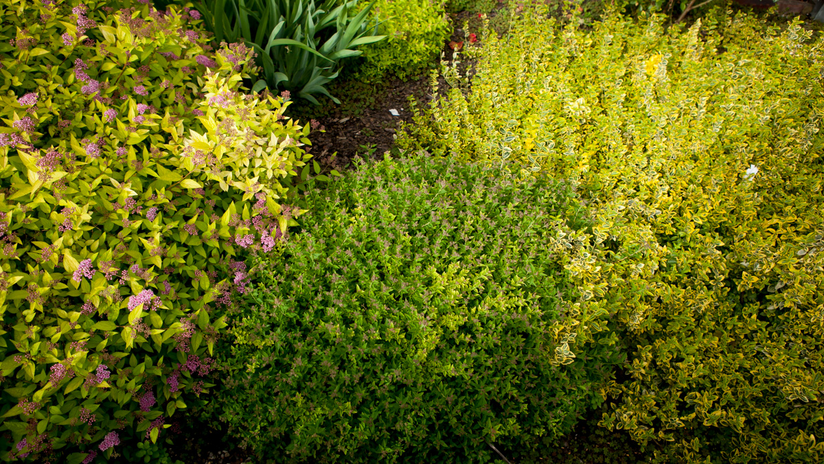 Tawuła japońska Japanese Dwarf, Tawuła japońska Goldmound, Trzmielina Fortune'a Emerald 'n' Gold