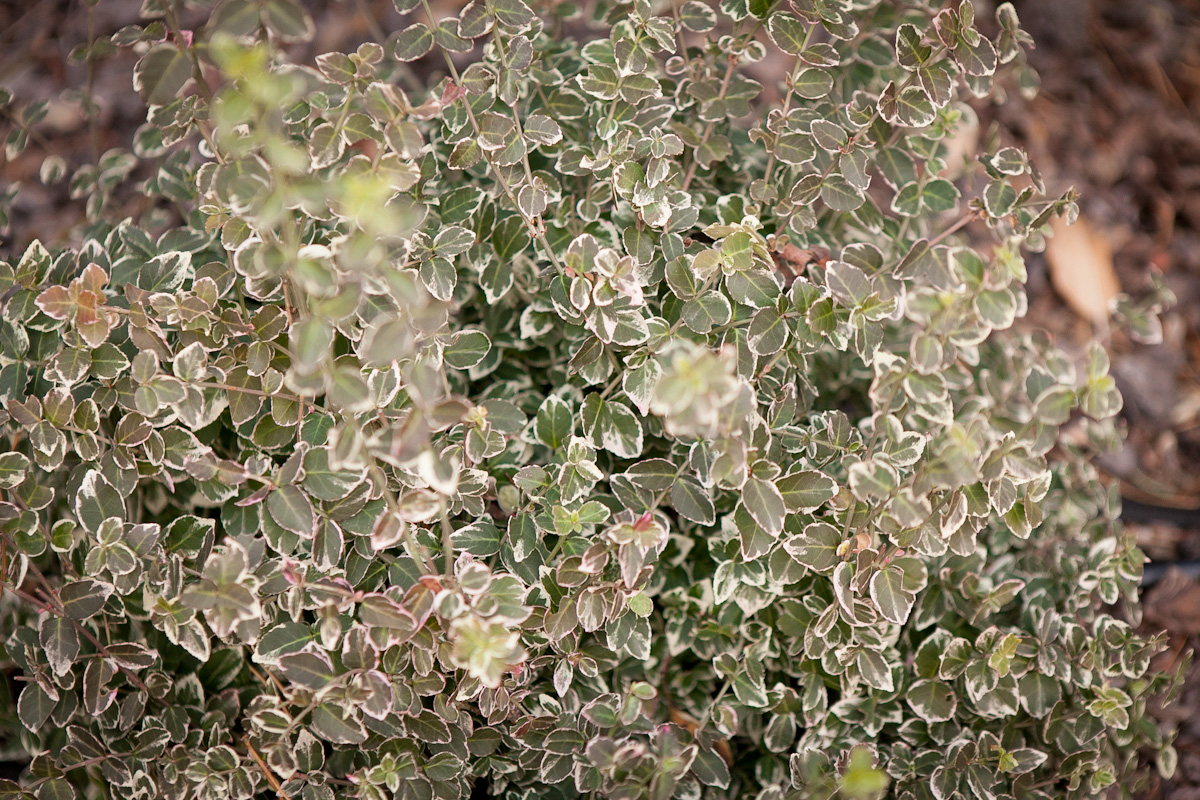 Trzmielina Fortune'a Emerald Gaiety Euonymus fortunei jesien