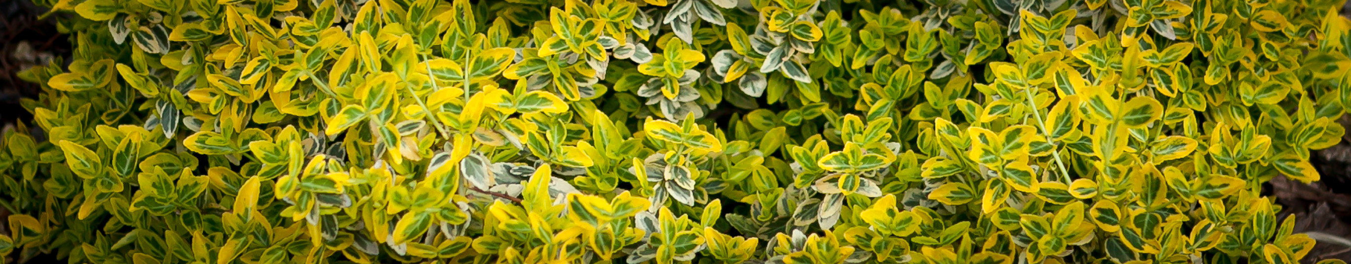 Trzmielina Fortune'a Emerald n Gold