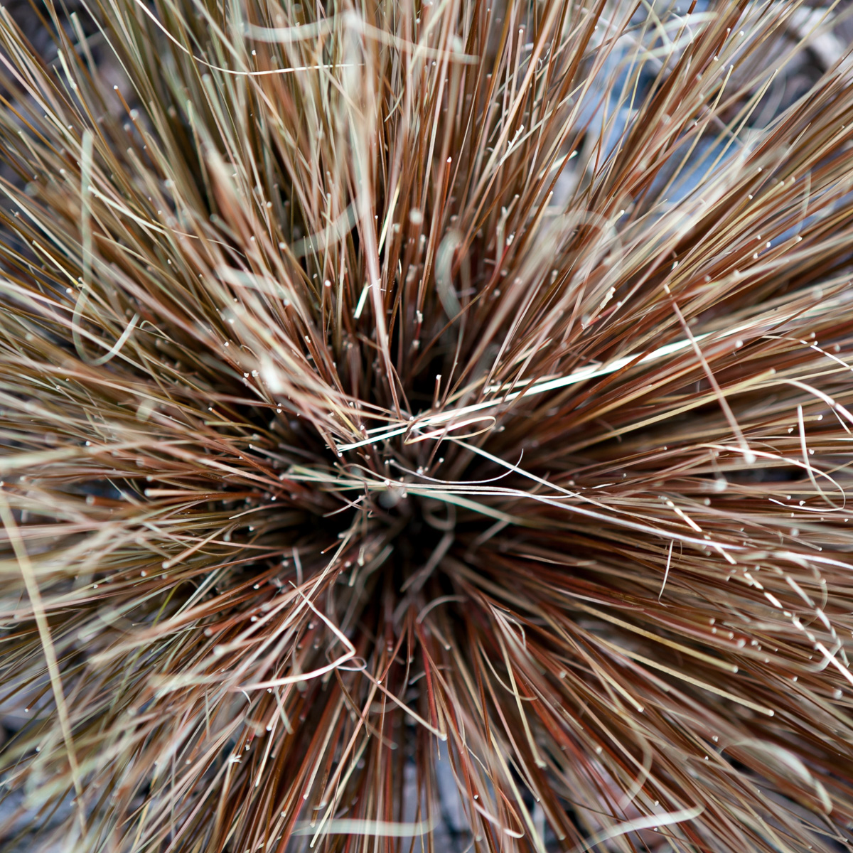 Turzyca Buchanana