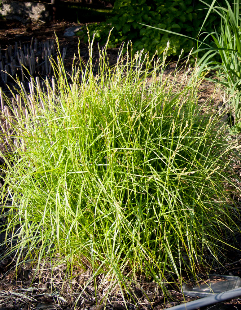 Turzyca palmowa Aureovariegata