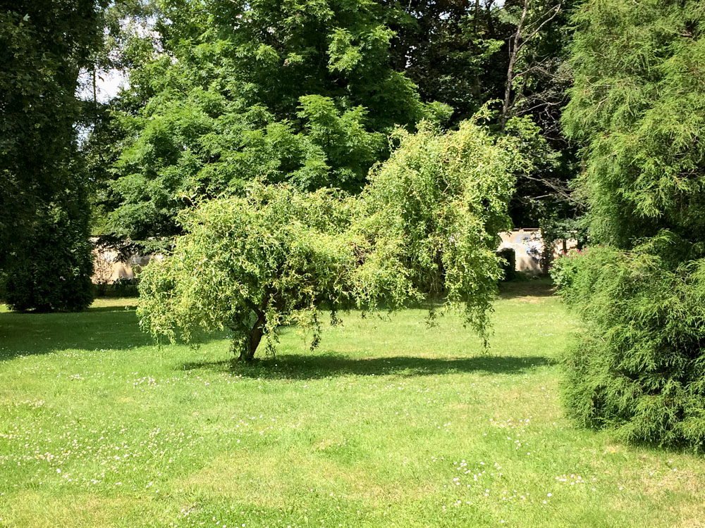 Wierzba babilońska Tortuosa