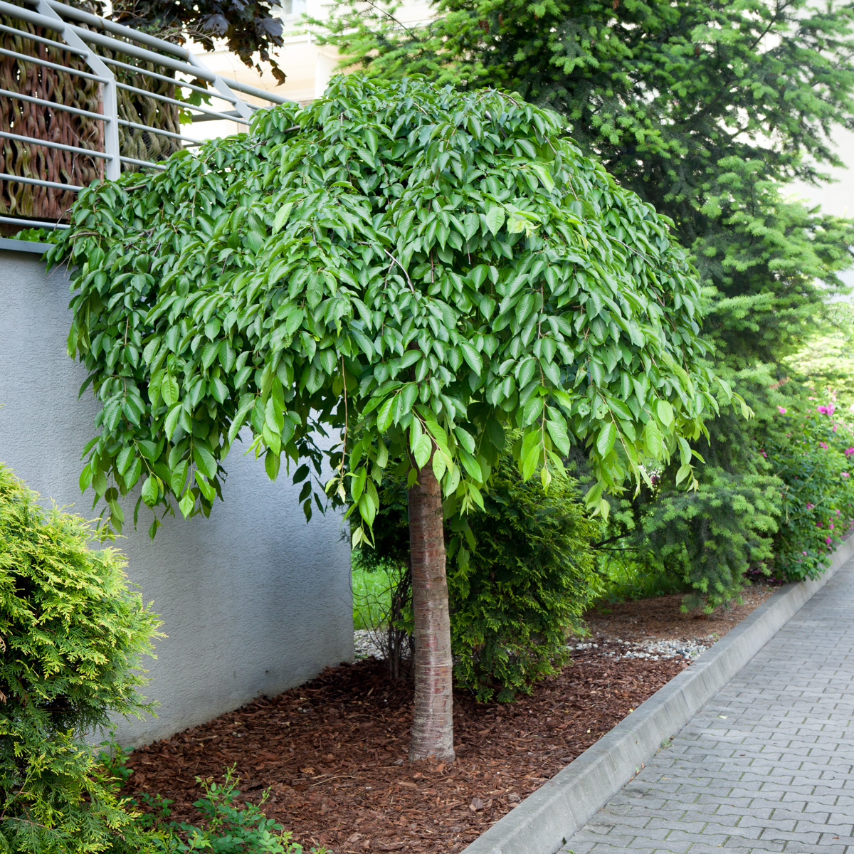 Wiśnia różowa Pendula