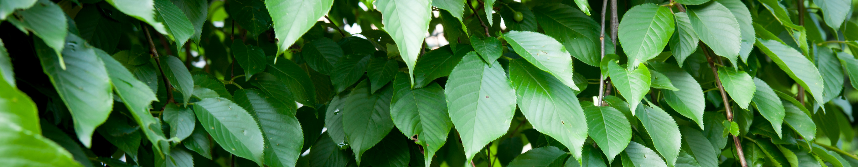 Wiśnia różowa Pendula