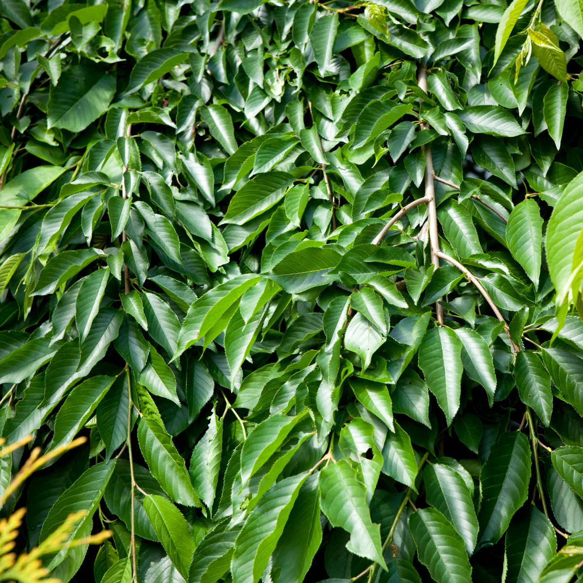 Wiśnia różowa Pendula