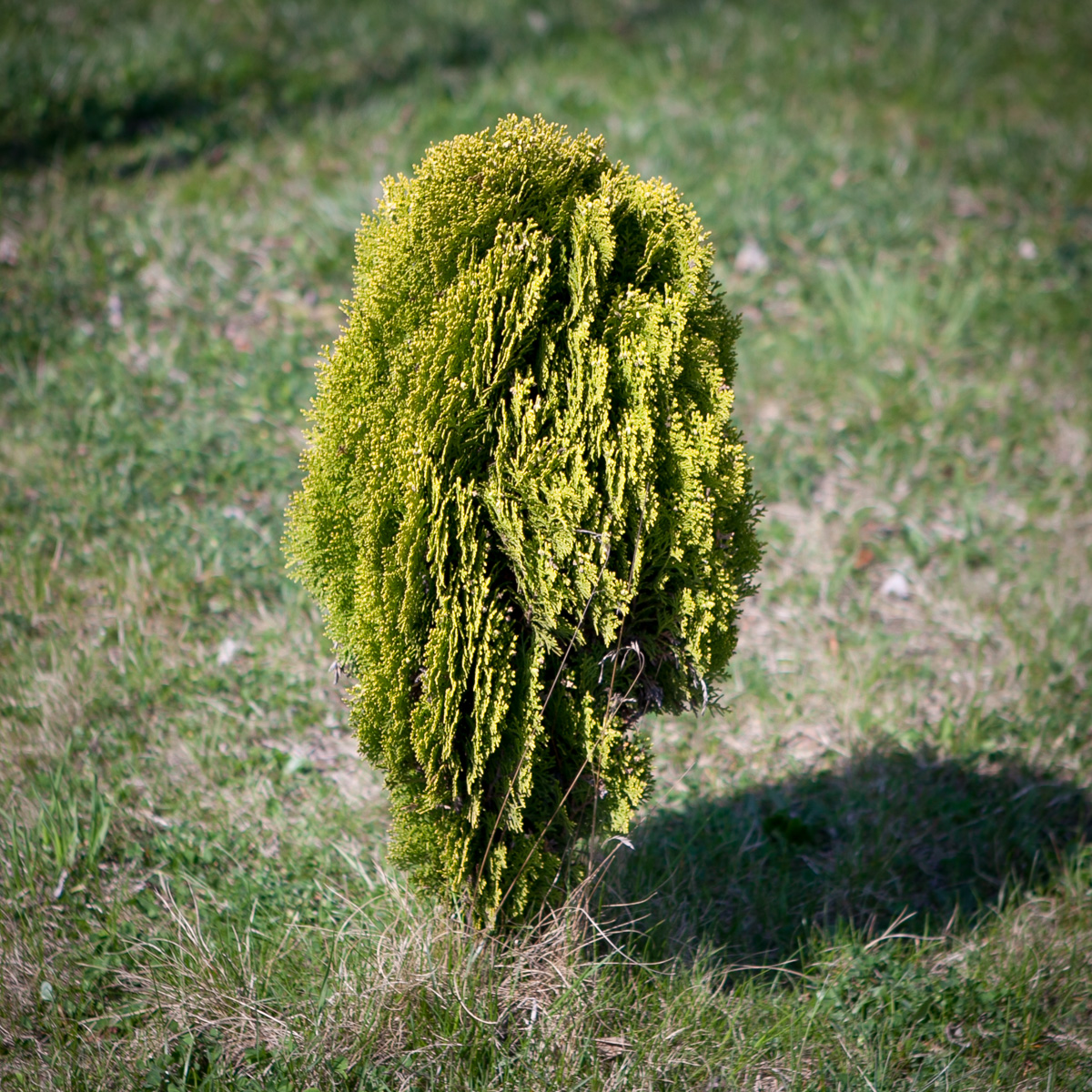 Żywotnik wschodni Aurea Nana
